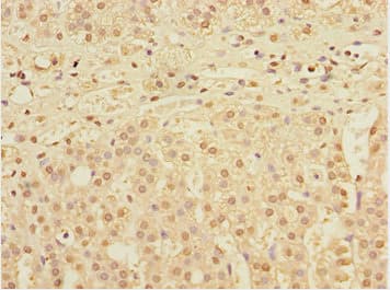 ERdj4 / DNAJB9 Antibody