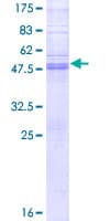 Human TSPAN3 Protein (Recombinant GST)