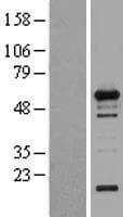 WIPF1 / WIP Protein (Over-Expression Lysate Myc-DDK (Flag))