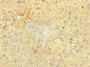 Polyclonal Rabbit anti-Human PITPNC1 Antibody