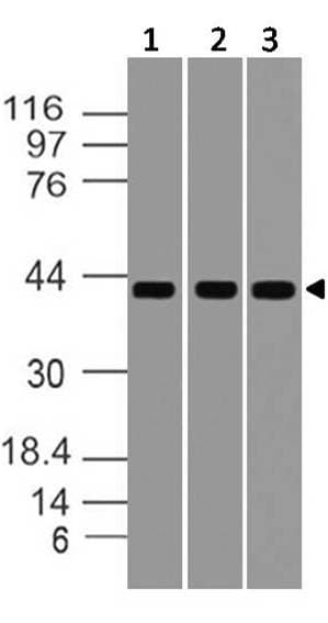 TMEM173 / STING Antibody