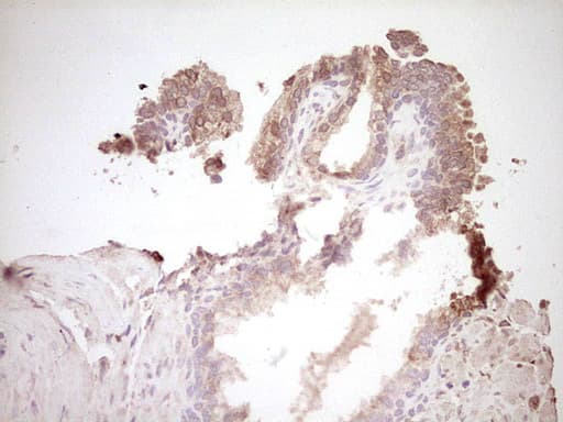 SPP1 / Osteopontin Antibody (aa17-314, clone OTI5E4)