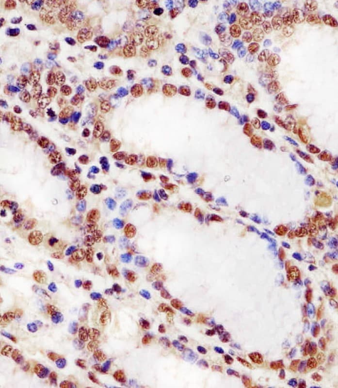 HNRNPUL2 Antibody (aa337-350)