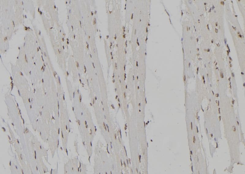 TCEB2 / Elongin B Antibody