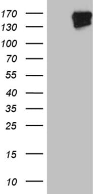 FYCO1 Antibody (aa1102-1187, clone OTI8G7)