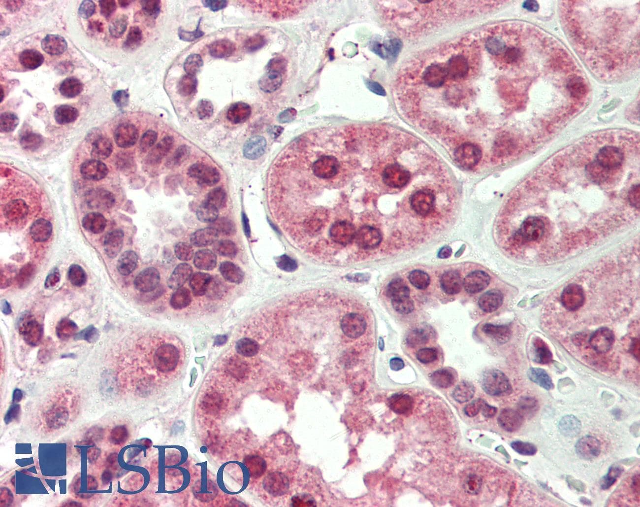 IHC-plus™ NIX / BNIP3L Antibody