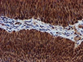 SPR Antibody (clone OTI2C6)