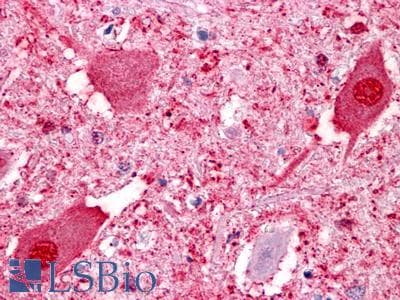 PathPlus™ GPR151 Antibody (C-Terminus)