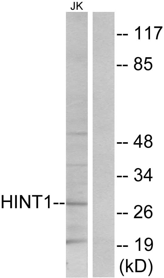 HINT / HINT1 Antibody (aa71-120)