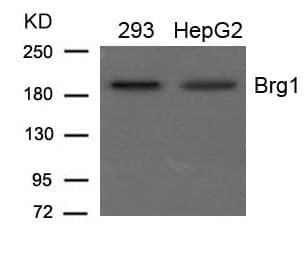 SMARCA4 / BRG1 Antibody