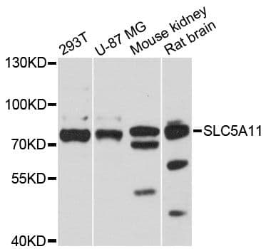 Polyclonal Rabbit anti-Human SLC5A11 / SMIT2 Antibody (WB)