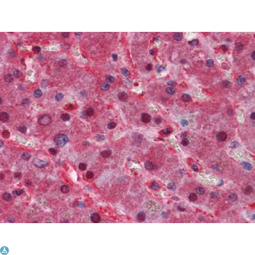Monoclonal Mouse anti-Human LPA / Lipoprotein a Antibody (IHC, WB)