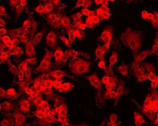 HIF1A / HIF1 Alpha Antibody (aa329-530, clone ESEE122, DY650)