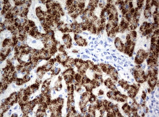 Monoclonal Mouse anti-Human HAO1 Antibody (clone UMAB117, Carrier-free, IHC, WB)