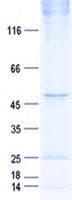 Human ULBP2 / RAET1H Protein (Recombinant GST, N-terminus + His, C-terminus)