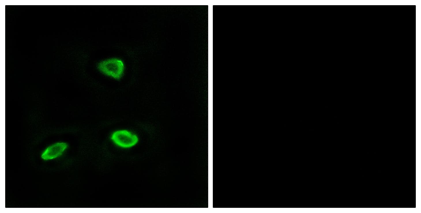 Polyclonal Rabbit anti-Human OR52N1 Antibody (IF, WB)