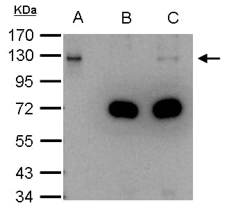 Polyclonal Rabbit anti-Human DDB1 Antibody (aa749-1140, IHC, WB)
