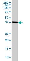 CDX4 Antibody (clone 1G12)