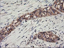 CLPP Antibody (clone OTI1G9)