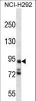 Polyclonal Rabbit anti-Human PCDHA7 Antibody (aa272-300, IHC, WB)