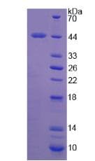 Rat FMOD / Fibromodulin Protein (Recombinant His)