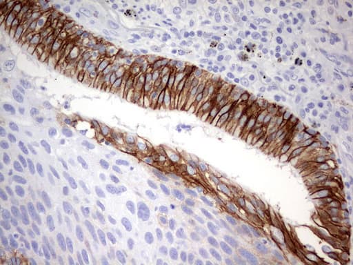 EPCAM Antibody (clone UMAB131, Carrier-free)
