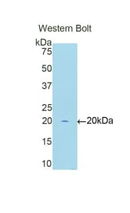 MYCL / L-Myc Antibody (aa257-394, HRP)