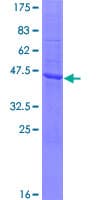 Human SPCS3 Protein (Recombinant GST)