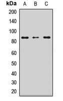 LRSAM1 Antibody