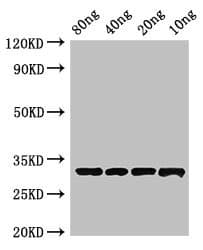 Polyclonal Rabbit anti-Streptomyces clavuligerus Beta-lactamase inhibitory protein Antibody (WB)