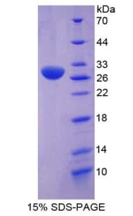 Human POU2F1 / OCT1 Protein (Recombinant His-T7)