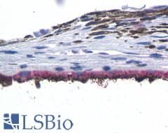 PathPlus™ Polyclonal Rabbit anti-Human Peropsin / RRH Antibody (Cytoplasmic Domain, IHC)