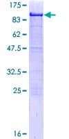 Human HCLS1 Protein (Recombinant GST)