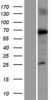 KIF22 / OBP Protein (Over-Expression Lysate Myc-DDK (Flag))