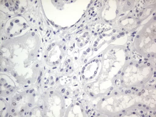 RBFOX1 / A2BP1 Antibody (aa1-210, clone OTI4F9)