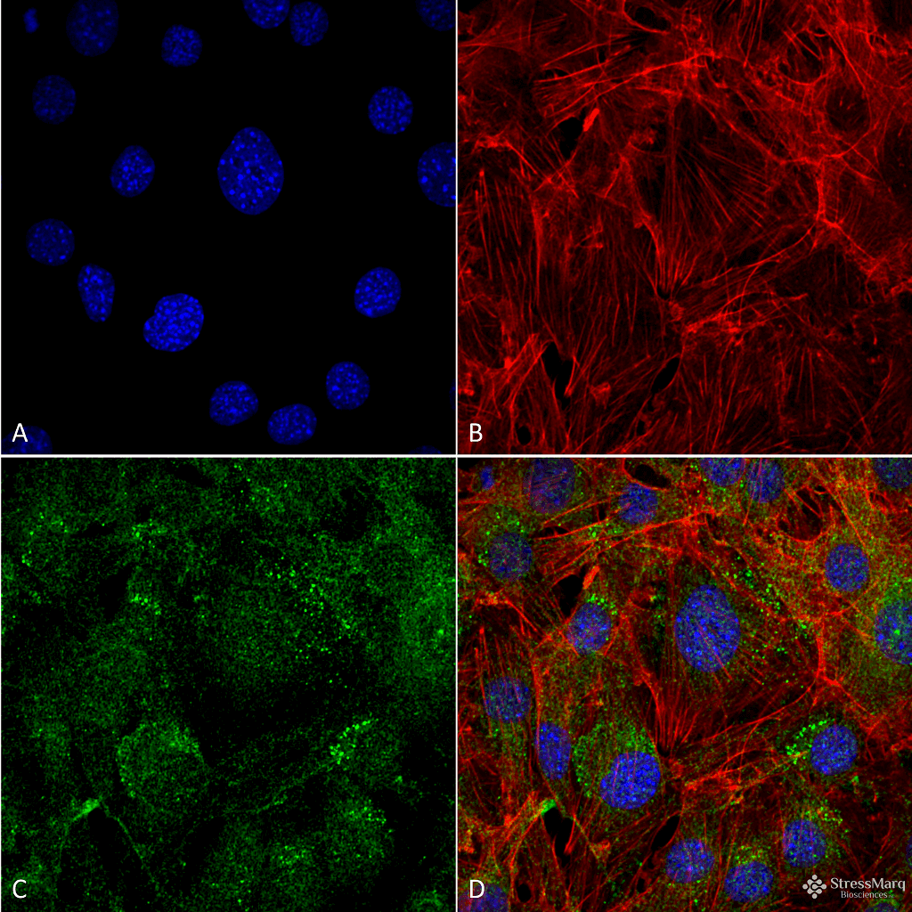 AUTL1 / ATG4C Antibody (Biotin)