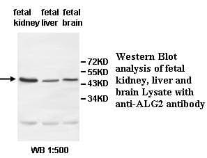 Polyclonal Rabbit anti-Human ALG2 Antibody (aa118-374, IHC, WB)