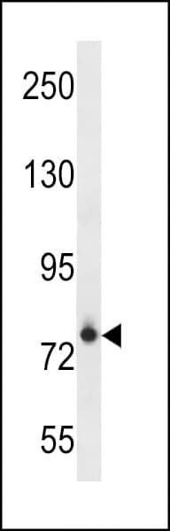 FCRL3 Antibody (aa694-720)