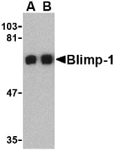 IHC-plus™ BLIMP1 / PRDM1 Antibody