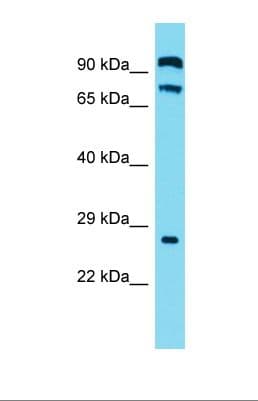 C2orf70 Antibody (C-Terminus)