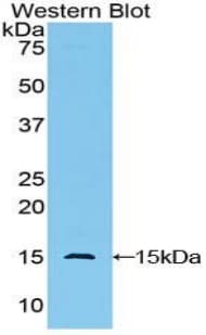 GLG1 / MG160 Antibody (aa1048-1145)