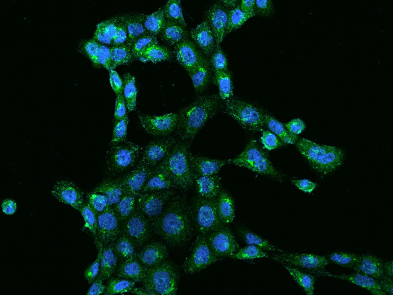 WWC1 / KIBRA Antibody