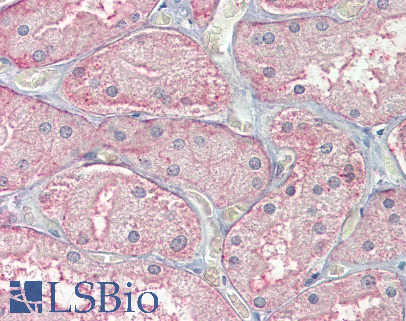 IHC-plus™ Polyclonal Goat anti-Human SFRP1 Antibody (aa302-314, IHC)