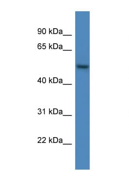 ARHGAP19 Antibody (C-Terminus)