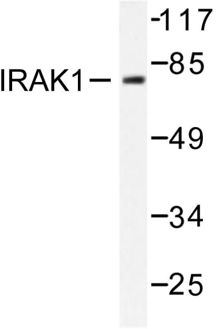 Polyclonal Rabbit anti-Human IRAK1 / IRAK Antibody (Thr381, IF, WB)