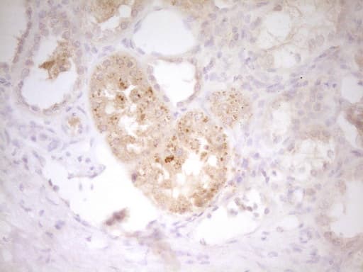 IL12B / IL12 p40 Antibody (clone OTI8B9, Carrier-free)