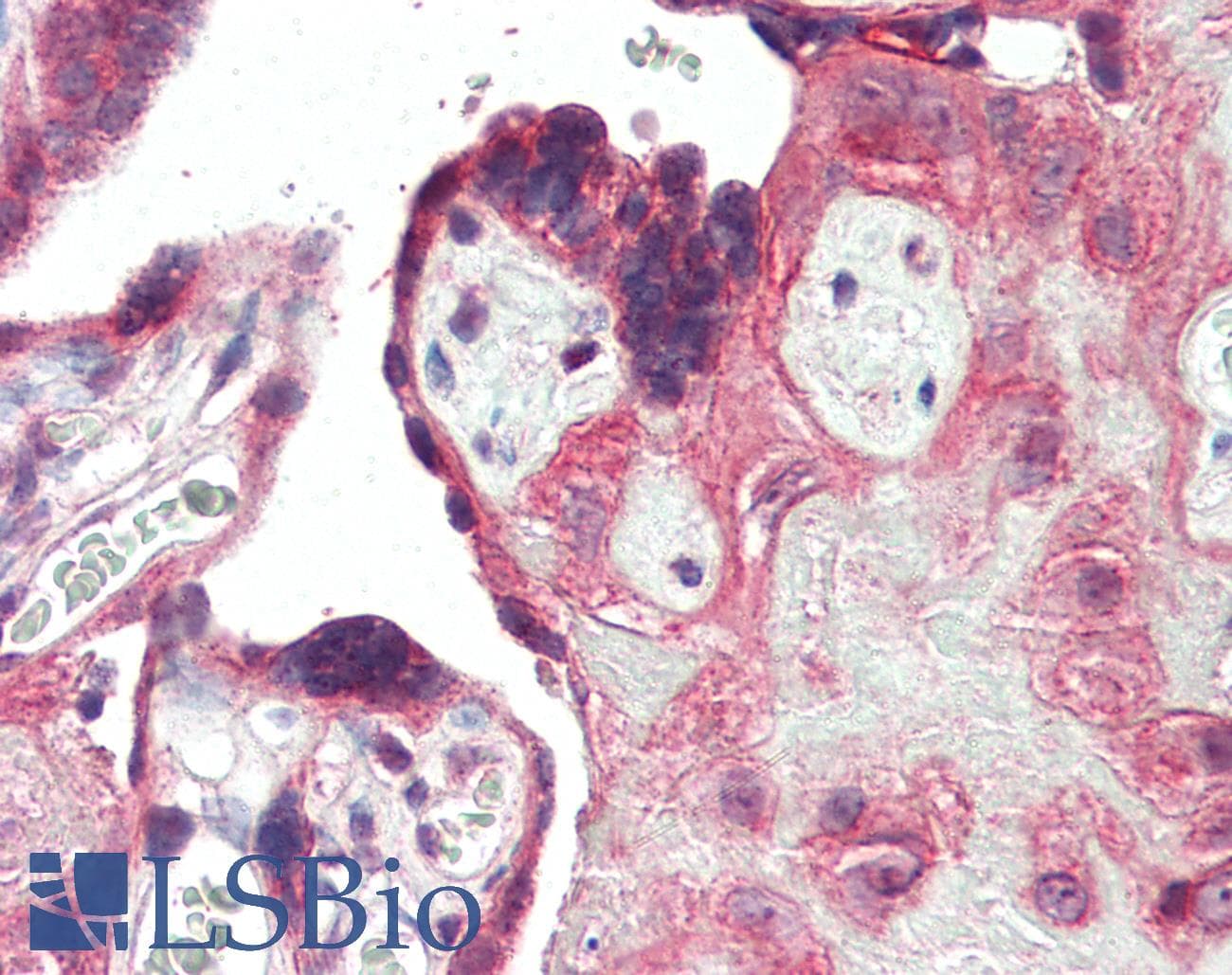 TLR3 Antibody