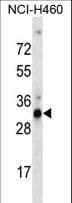 OR9G4 Antibody (aa259-287)