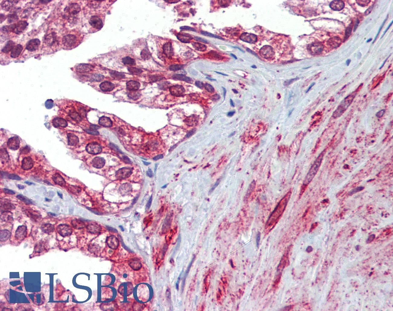 IHC-plus™ CANX / Calnexin Antibody