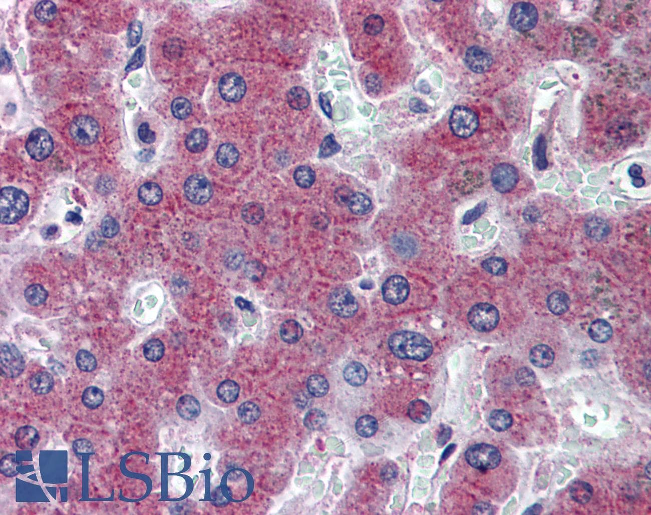 IHC-plus™ Monoclonal Mouse anti-Human RBP4 Antibody (clone 3D12, IHC, WB)